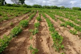 Verger de 1,82 hectare vers Tassette DOSSIER : @senhectare VB-8-924-K
SUPERFICIE:
1 hectare 82 are 14 ca
EMPLACEMENT:
À 300 mètres de l’axe Thiès-Tassette.
Dans la Commune de : Tassette.
Distant de la ville de Dakar: 01 Heure 40 Minutes ( 88 Km )
Distant de la ville de Thiès: 44 Minutes ( 25 Km )
Distant de la ville de Mbour: 01 Heure 05 Minutes ( 64,8 Km )
Profondeur des Puits estimée dans la zone : 30 mètres.
Profondeur des Forages estimée dans la zone : 140 mètres.
TERRAIN:
Parfaitement adapté à toutes les activités agropastorales…
Dispose de:
1 Manguier productif
ACCÈS:
Relativement simple
TYPE DE SOL: 
Dekk Dior
DISPONIBILITÉ:
Immédiate
Frais de visite: 15 000 F CFA