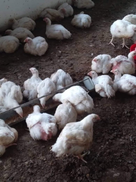 Poulets à vendre Une ferme cherchant à écouler ses poulets cherchent des commerciaux pour les revendre en gros à un prix abordable