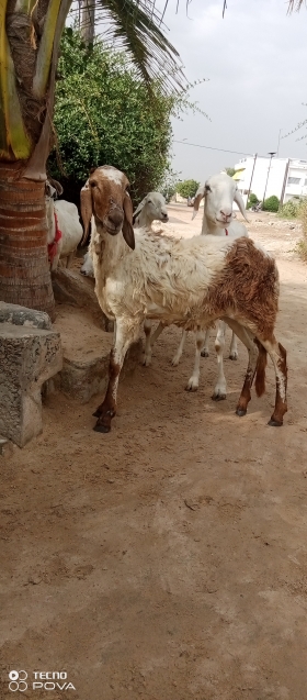 Vente de mouton Azawat Femelle Azawat à vendre à Diourbel