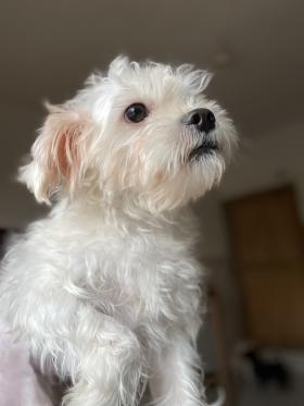 Bichon adulte mâle à vendre 