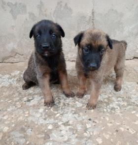 Vente Chiots berger Malinois  Couple Berger Malinois 
90%Malinois et 10%Berger 
Chiots très actifs et vacciné 