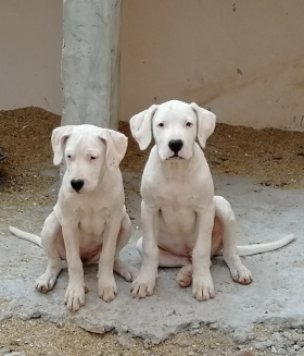 Chiots Dogue Argentin  À vendre chiots Dogue Argentin màle et femelle 4 mois vaccinés et vermifugés. Parents avec pedigree. 