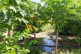 Exploitation Agricole de 3,56 hectares vers Thiénaba