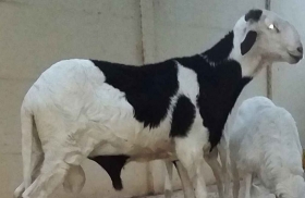 Mouton  Jeune mouton mâle de 5 mois à vendre, sang machalla(papy dieye)- maktoum
Tel : 765239097
