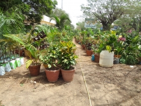 Plantes d'ornement intérieures et extérieures, pépinières d'arbre fruitiers 