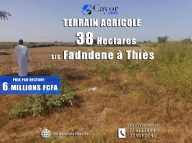Terrain à vendre [ À Vendre à Thiès - Terrain ]
Terrain agricole de 38 hectares, à Fandene à Thiès.  Excellente zone pour investissement. 
➖ Prix par hectare: 6 millions fcfa
☎️Contact: +221 77 632 38 84 / 76 368 91 91 / 33 951 55 45