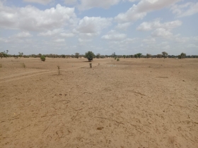 Terrain de 1,87 hectare vers Touba Toul Dossier : @senhectare  TNU-029-0724- AC
SUPERFICIE:
1 hectare 87 are 50 ca
EMPLACEMENT:
À 1,6 km de la Piste latéritique Touba Toul-Tivaouane.
Dans la Commune de : Touba Toul
Distant de la ville de Dakar: 01 Heure 27 Minutes (88 Km)
Distant de la ville de Thiès: 58 Minutes (34 Km)
Profondeur des Puits estimée dans la zone : 30 mètres.
Profondeur des Forages estimée dans la zone : 120 mètres.
TERRAIN:
Parfaitement adapté à la culture de céréales et
légumes et aux activités agropastorales.
ACCÈS:
Facile
TYPE DE SOL: 
Dior
DISPONIBILITÉ:
Immédiate
Frais de visite: 15.000 F CFA