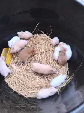 Hamster habitué au contact humain Raf Animalerie Dakar met en vente des hamsters dorée ou syriens déjà apprivoisé en vente. Plusieurs catégories d