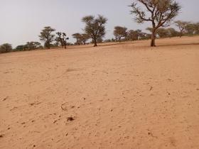 Terrain de 5,01 hectares vers Touba Toul Dossier : @senhectare  TNU-024-0724- AC
SUPERFICIE:
5 hectares 01 are 89 ca
EMPLACEMENT:
À 1 km de l’axe Keur Ibra Gueye-Touba Toul.
Dans la Commune de : Touba Toul
Distant de la ville de Dakar: 01 Heure 27 Minutes (88 Km)
Distant de la ville de Thiès: 58 Minutes (34 Km)
Distant de la ville de Tivaouane: 23 Minutes (15,2 Km)
Profondeur des Puits estimée dans la zone : 30 mètres.
Profondeur des Forages estimée dans la zone : 140 mètres.
TERRAIN:
Parfaitement adapté à la culture de céréales et
légumes et aux activités agropastorales.
ACCÈS:
Facile
TYPE DE SOL: 
Dekk Dior
DISPONIBILITÉ:
Immédiate
Frais de visite: 15.000 F CFA